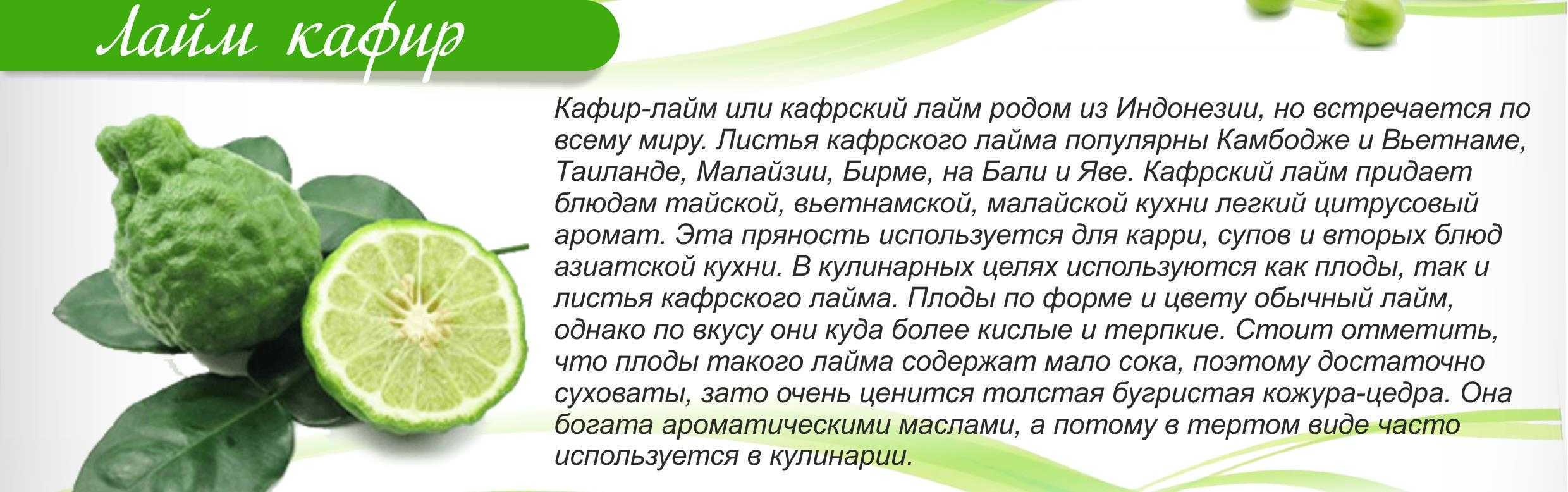 Лайм и лимон разные деревья. чем отличается лимон от лайма? как их отличить