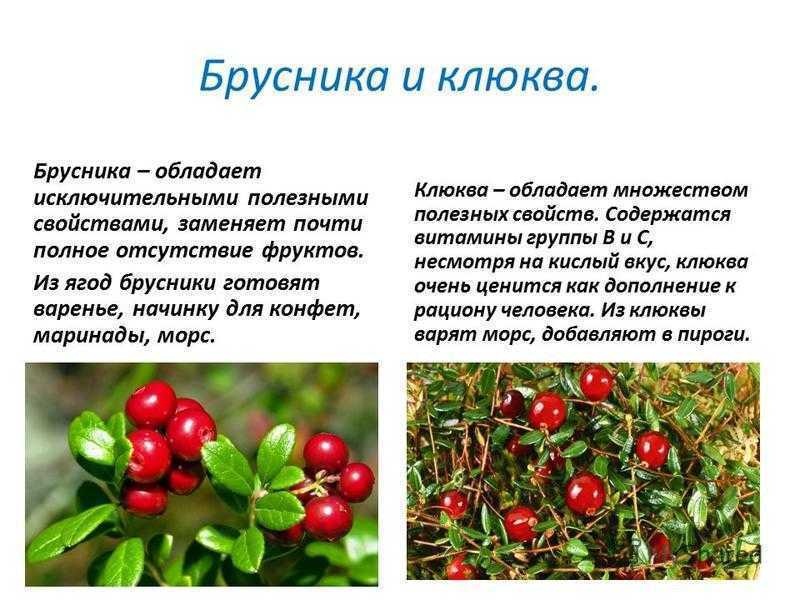 Клюква и брусника