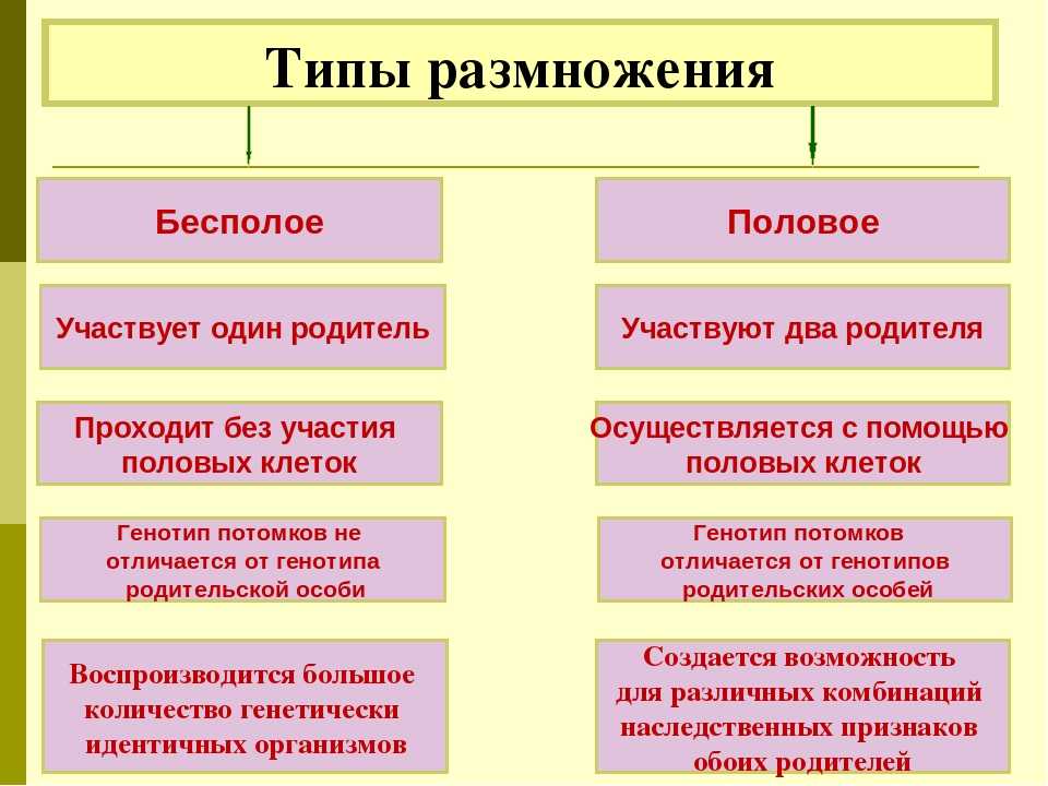 Формы размножения организмов. бесполое размножение 10 класс онлайн-подготовка на ростелеком лицей | тренажеры и разбор