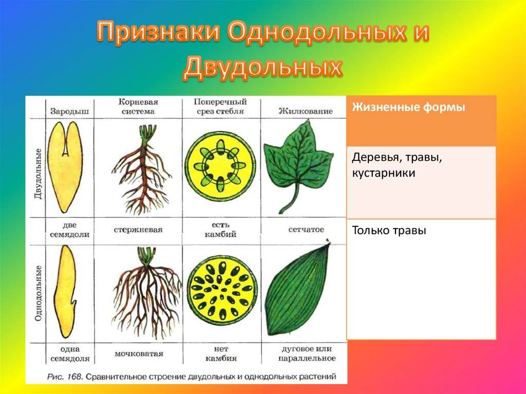 По каким признакам можно отличить однодольные растения от двудольных? - univerkov - образовательный сайт