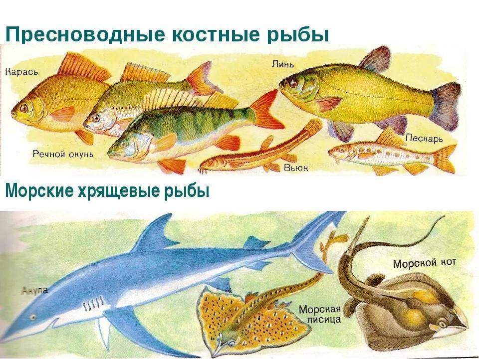 Рыбы