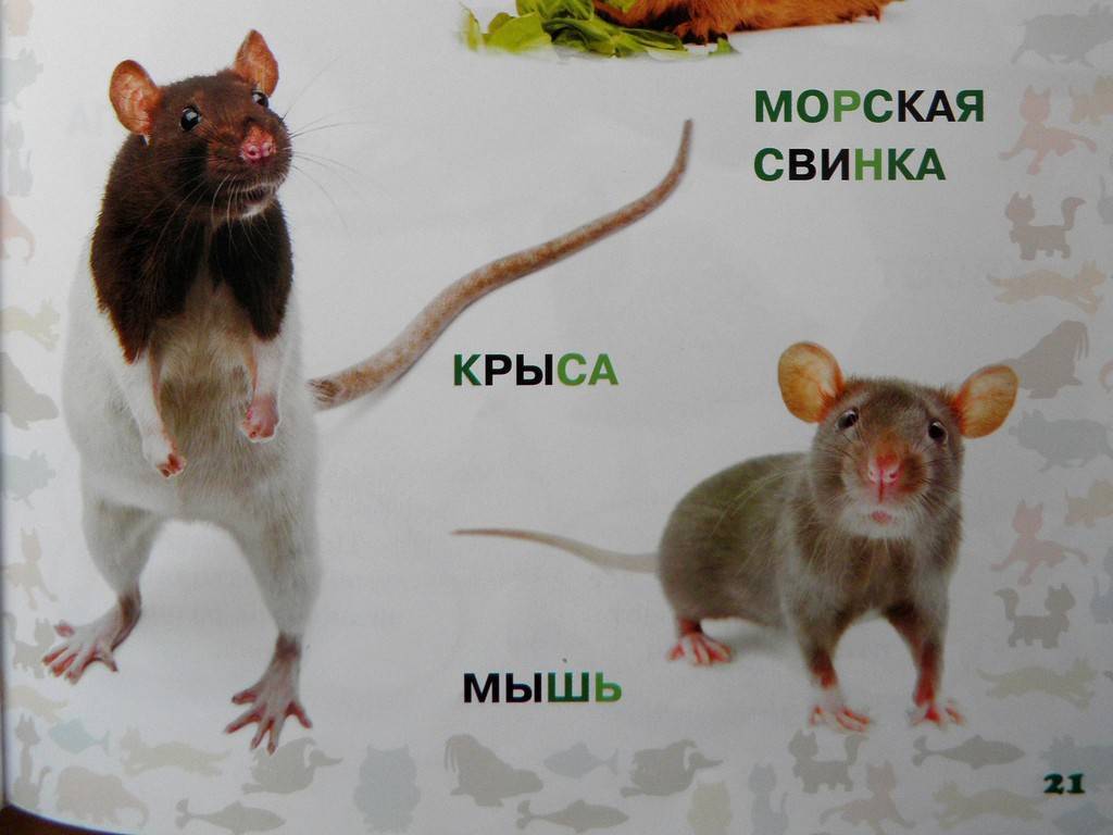 Чем отличается мышь от крысы