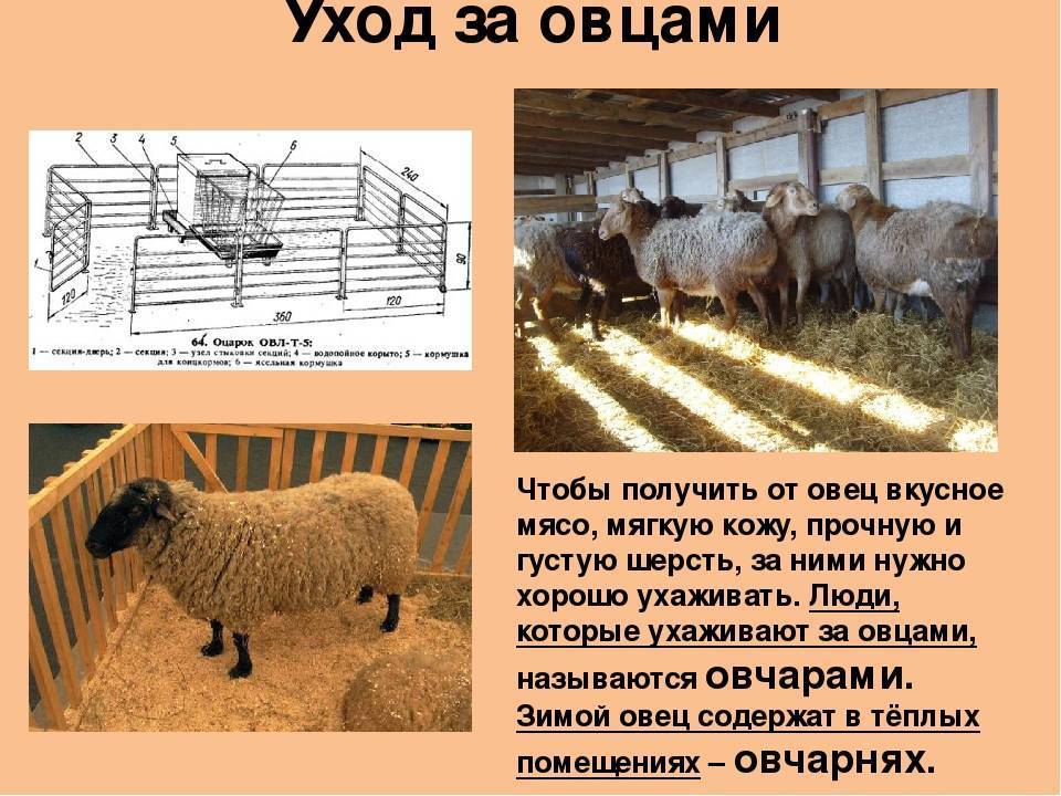 Баран и овца: в чем основная разница, особенности происхождения слов, отличительные характеристики животных
