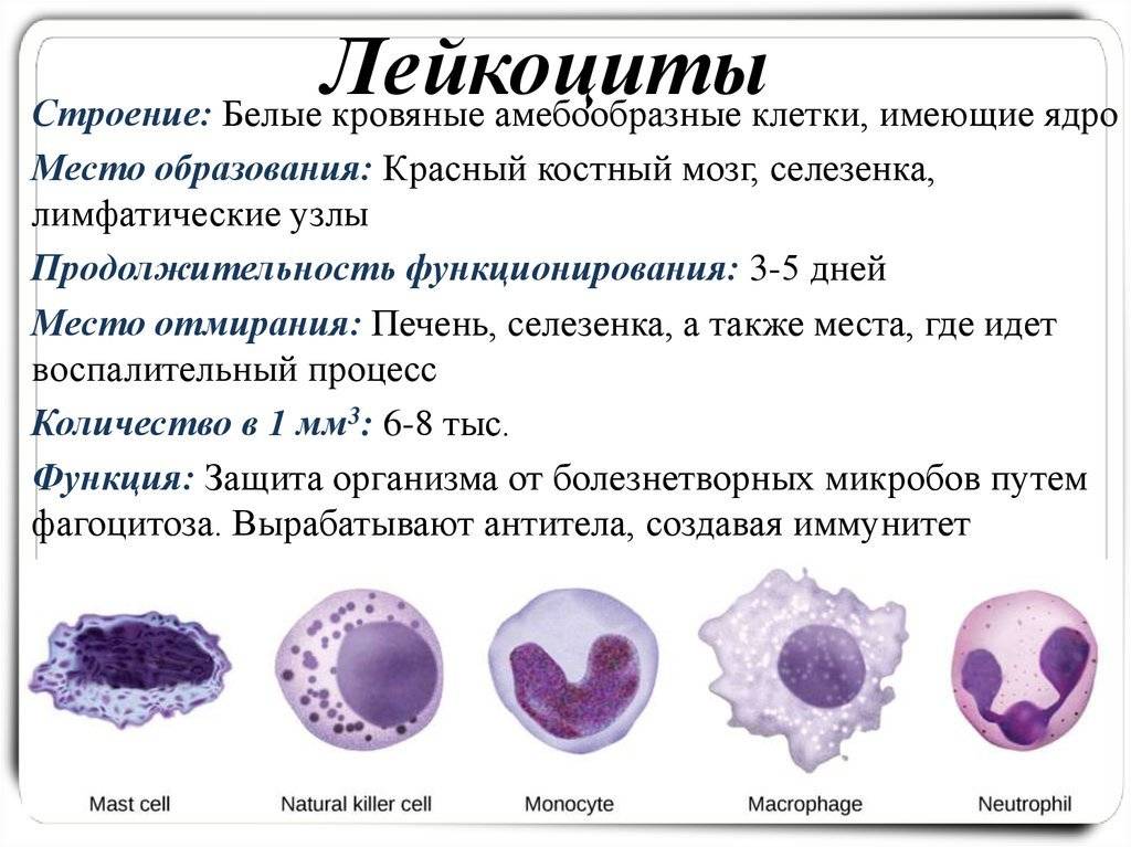 Разница между эритроцитами и лейкоцитами - разница между - 2024