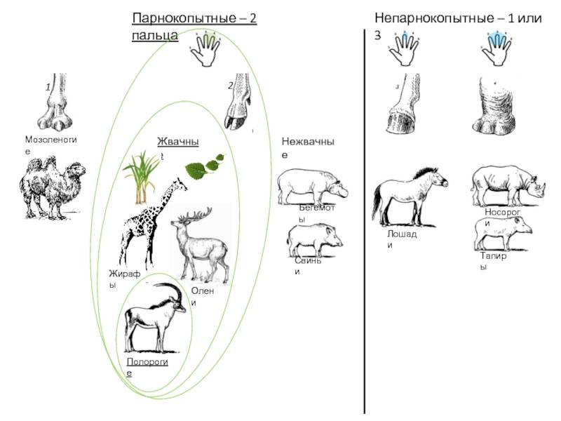 Парнокопытные животные (список)