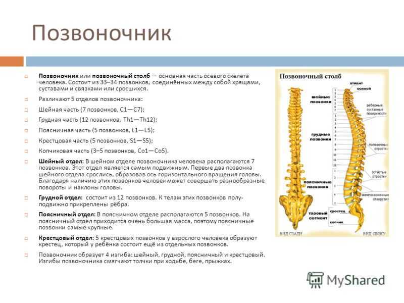 Позвоночные | virtual laboratory wiki | fandom