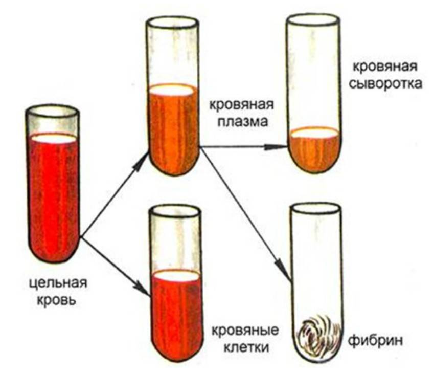 Отличие плазмы от сыворотки крови