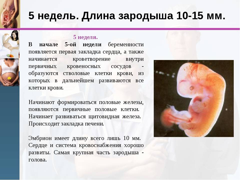 Чем отличается акушерская неделя от обычной? важные детали и особенности
