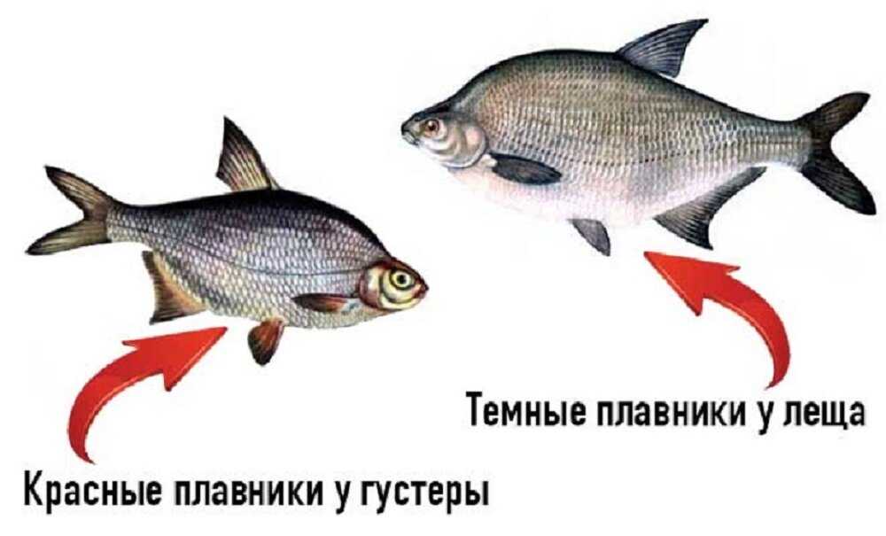 Лещ и подлещик - это одно и то же или разные виды?