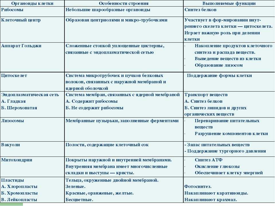 Что такое органоиды и чем они отличаются от клеточных включений?