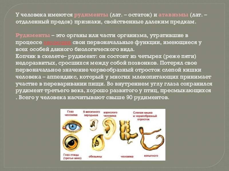 Примеры рудиментов у животных. атавизмы и рудименты