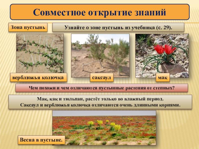 Таблица “характеристика природных зон”