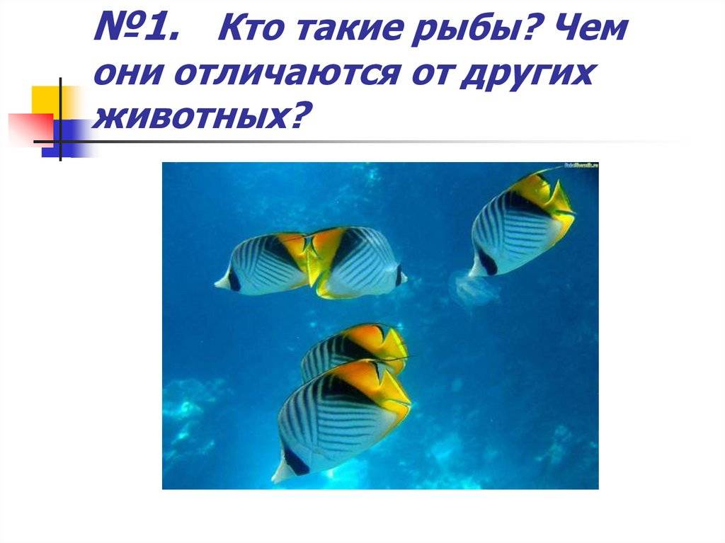 Конспект урока по окружающему миру в 1 классе «кто такие рыбы»