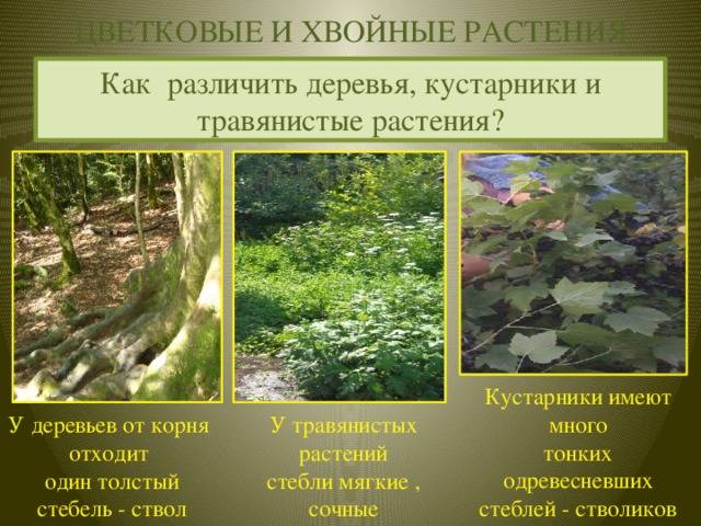 В чем разница между деревом и кустарником?