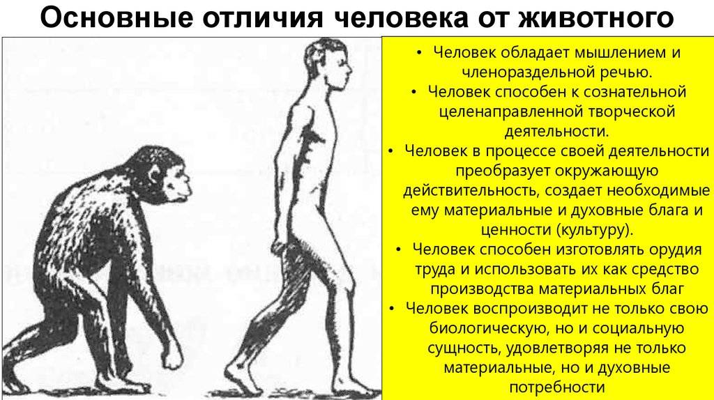 В чем отличия между обезьяной и человеком - skaziportal.ru