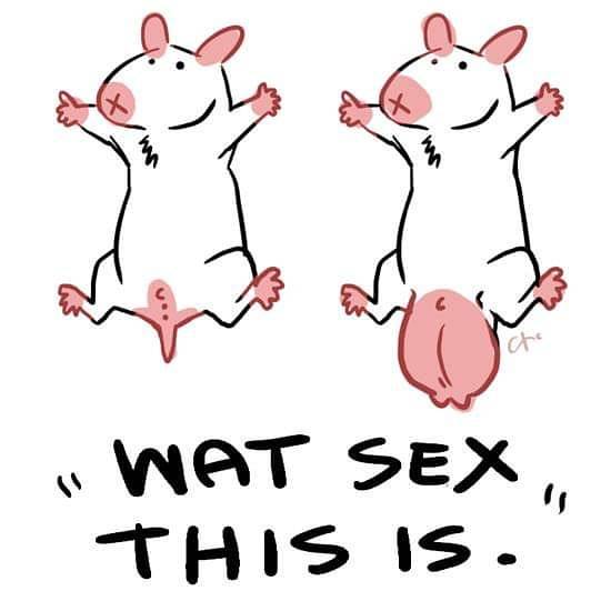 Как отличить хомяка-мальчика от девочки: различия самок и самцов по полу