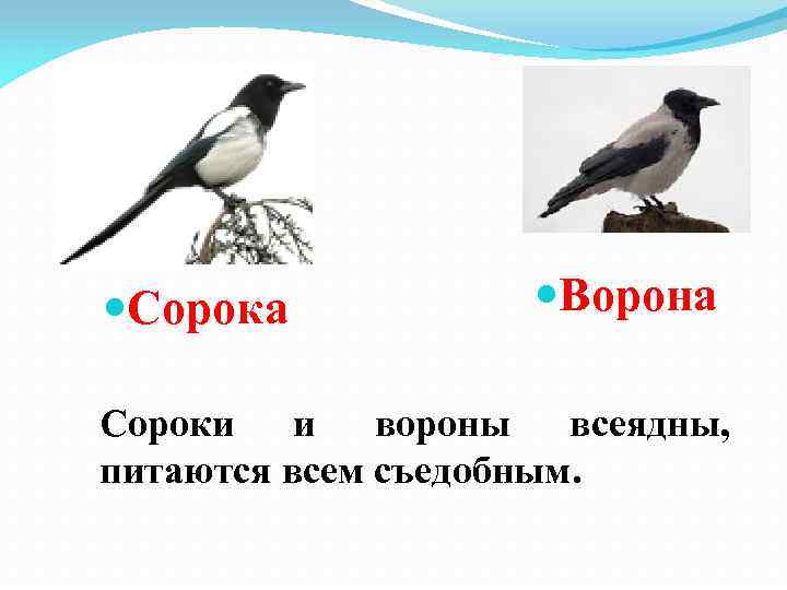 В чем отличие воронов от ворон?