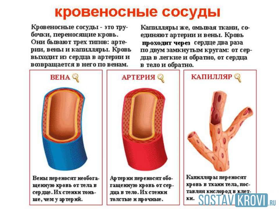 Артерии (анатомия) — строение, классификация, функции