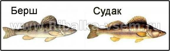 Рыба берш - чем отличается от судака и на что ловить