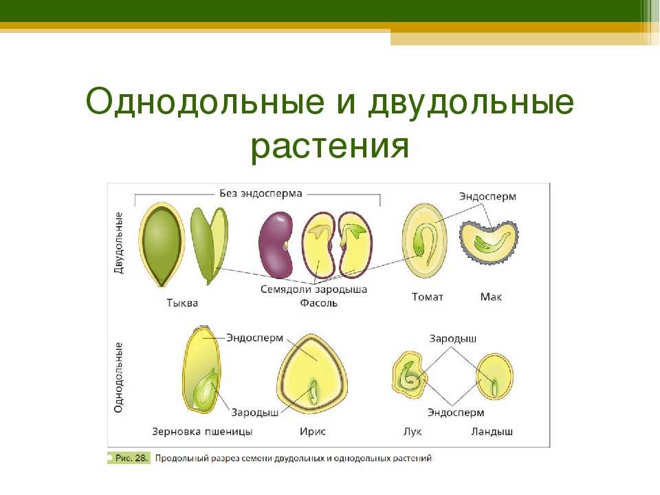 Однодольные против двудольных - образование - 2022