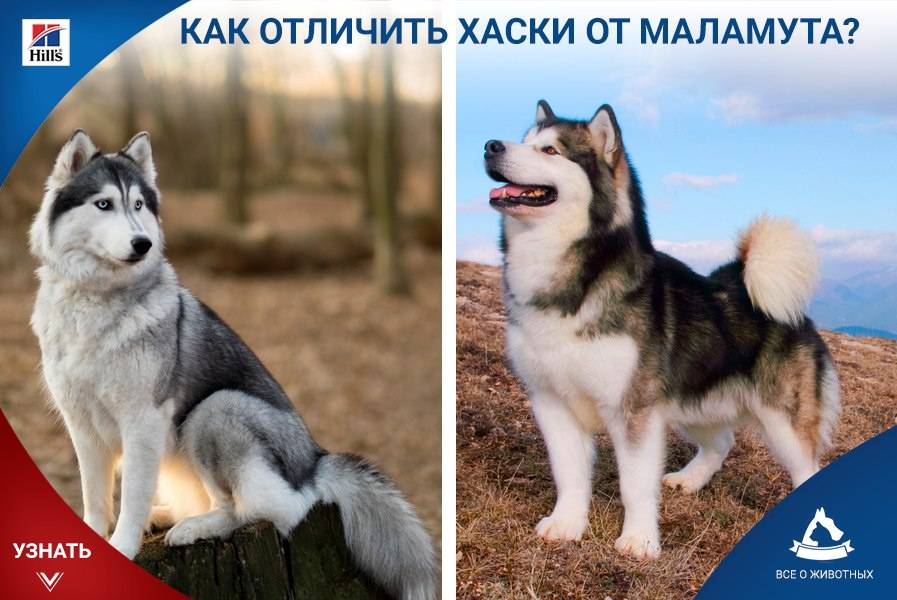 Чем отличается маламут от хаски: есть ли разница и сравнение пород собак
