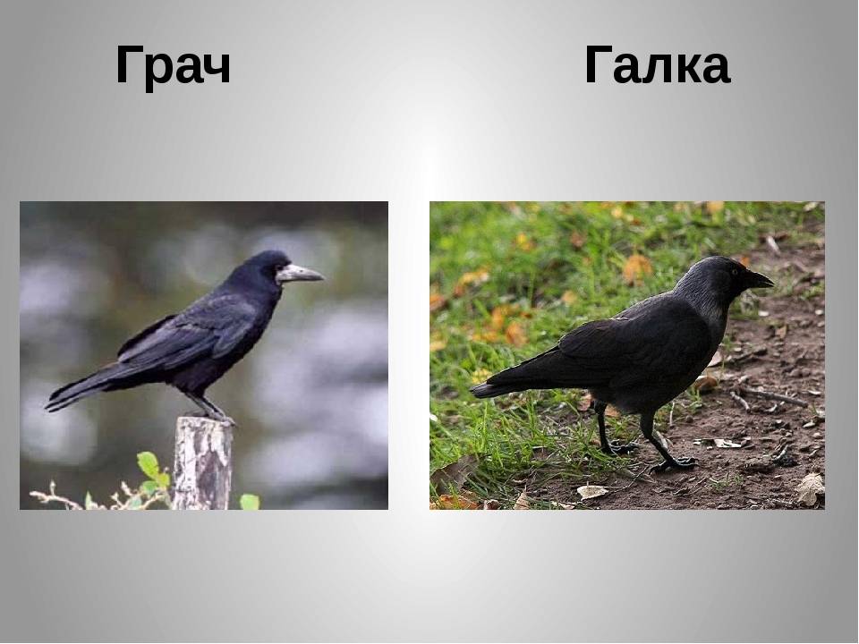 Чем отличаются вороны, грачи, сороки и галки