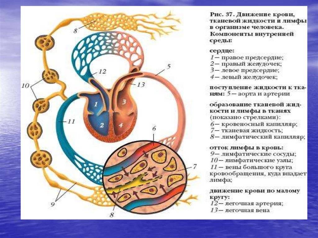 Внутренняя среда организма
