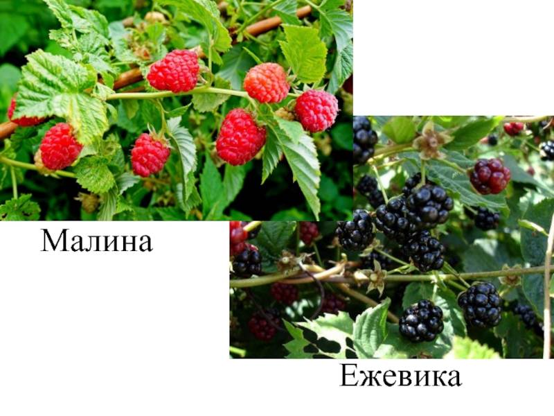 Как отличить ежемалину от ежевики. черная малина