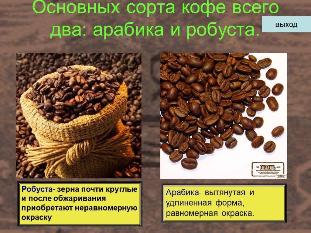 Арабика и робуста: что это такое, различия, какой сорт кофе лучше
