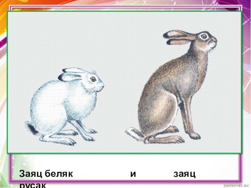 Заяц беляк и заяц русак