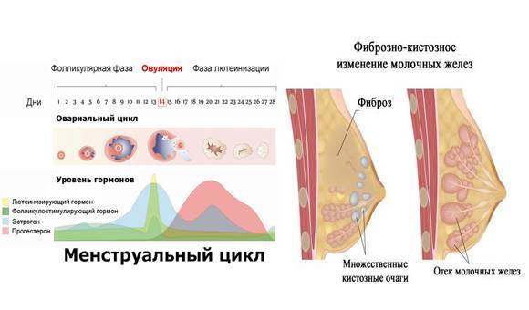 Маммология