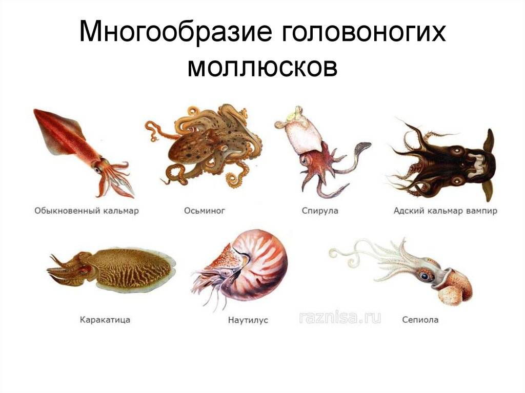 В чем разница между кальмаром и осьминогом? - quepaw