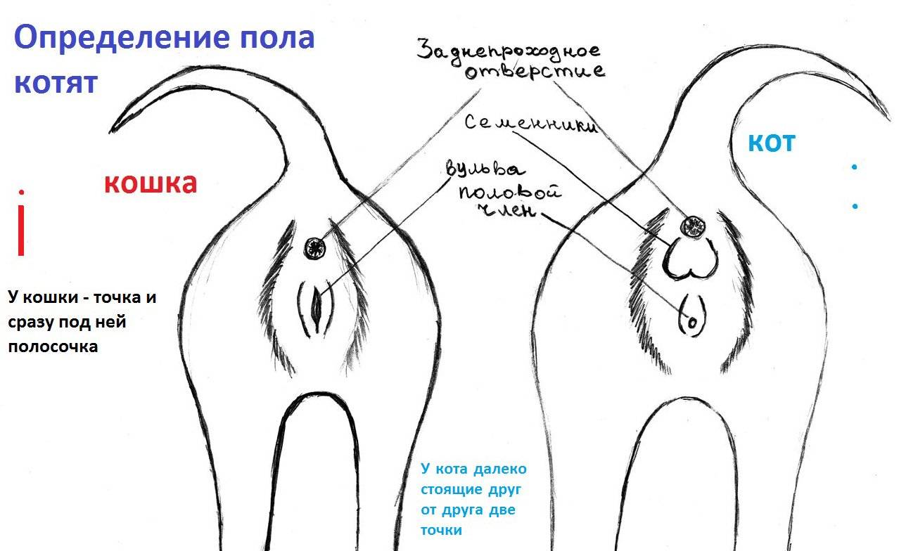 Кого лучше завести дома – кота или кошку? | блог ветклиники "беланта"