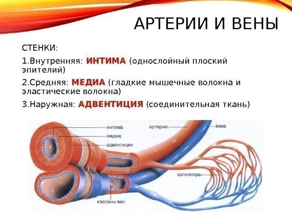 Укажите сосуды из которых. Строение кровеносных сосудов анатомия. Оболочки стенки артерии схема. Внутреннее строение кровеносных сосудов. Строение кровеносных сосудов Вена.