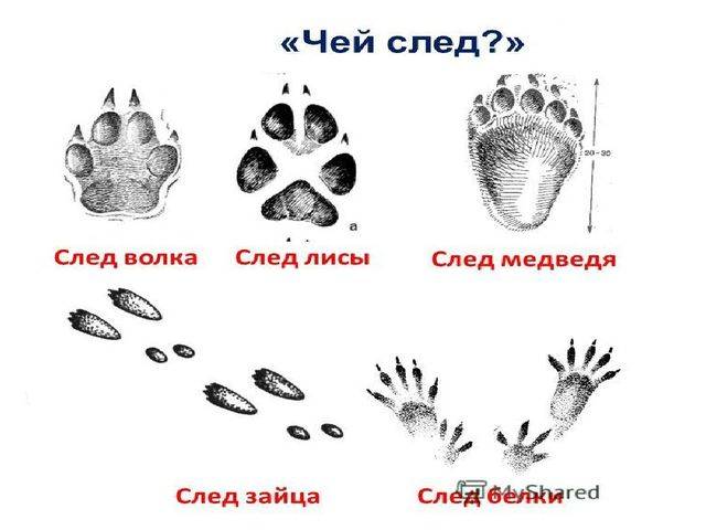 Как отличить щенка от волчонка