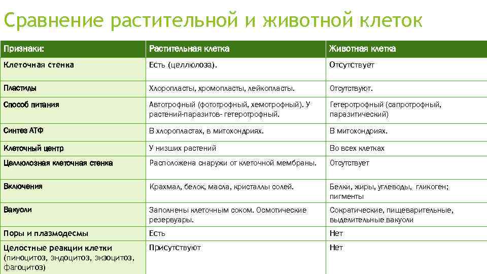 Растительная и животная клетка