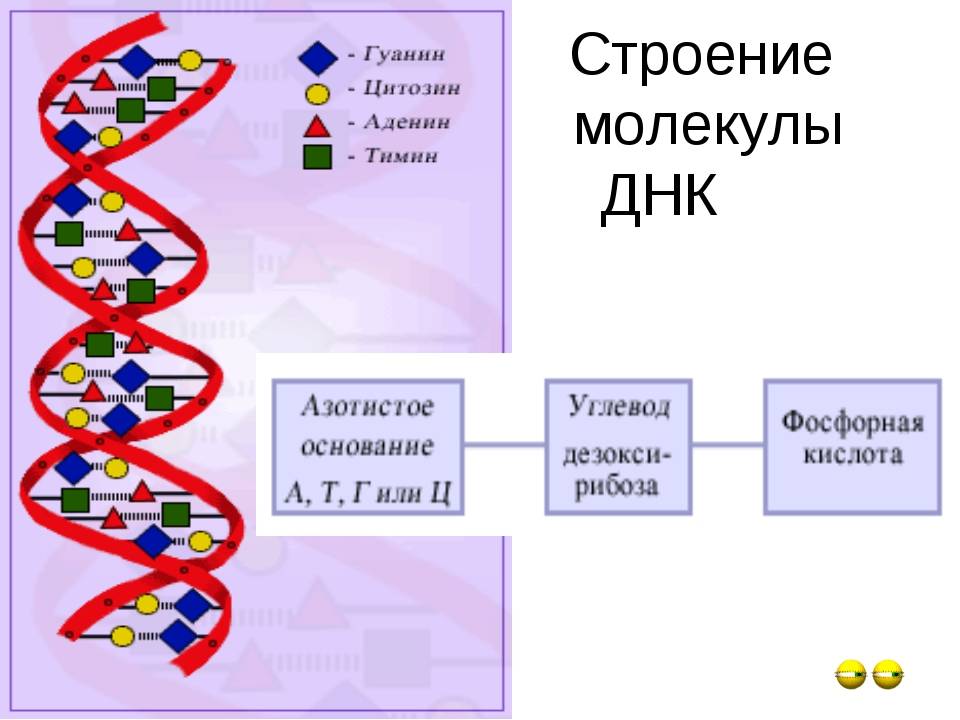 Чем отличается строение молекул днк и рнк