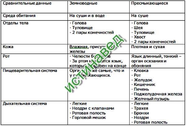 Разнообразие видов, или в чем отличия млекопитающих от пресмыкающихся