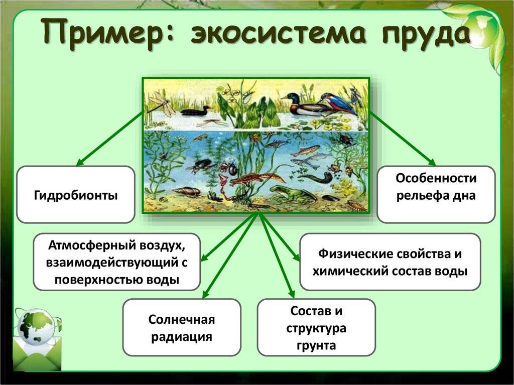 Чем пруд отличается от озера: два отличия