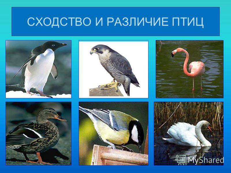 Класс птицы общая характеристика - tarologiay.ru