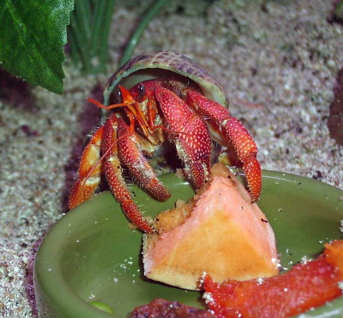 Раки в пруду — особенности разведения. оптимальные условия водоёма, кормление и уход. фото — ботаничка