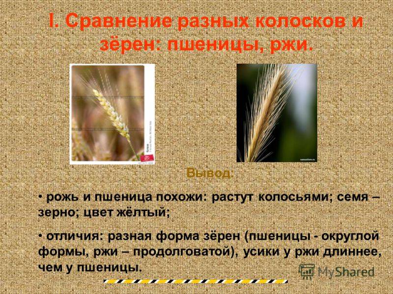 Отличия пшеницы от ржи: как выглядят колоски, фото, чем отличаются злаки и что между ними общего