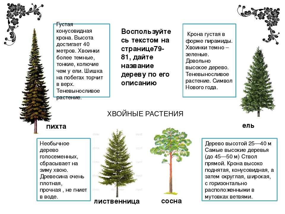 Отличие сосны от ели таблица. чем отличается ель от сосны? описание деревьев, виды и сорта