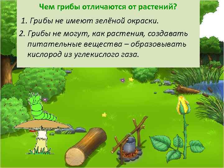 Сходство грибов с растениями и животными ? общие признаки и черты
