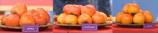Хурма королек: что это такое, где и как растет, калорийность, полезные свойства, вред, отличие от хурмы