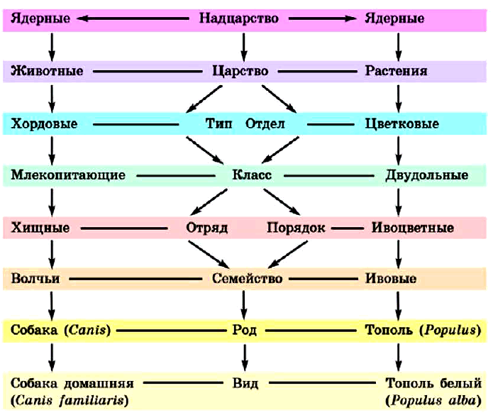 Сравнительная таблица растений и животных. сходство и различия животных и растений