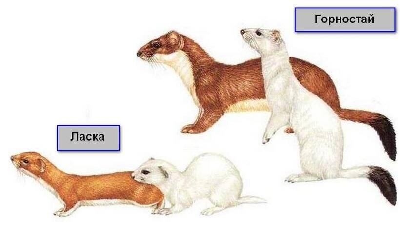Ласка животное: фото и описание. внешность ласки, размер, места обитания и повадки зверя куница фото куниц