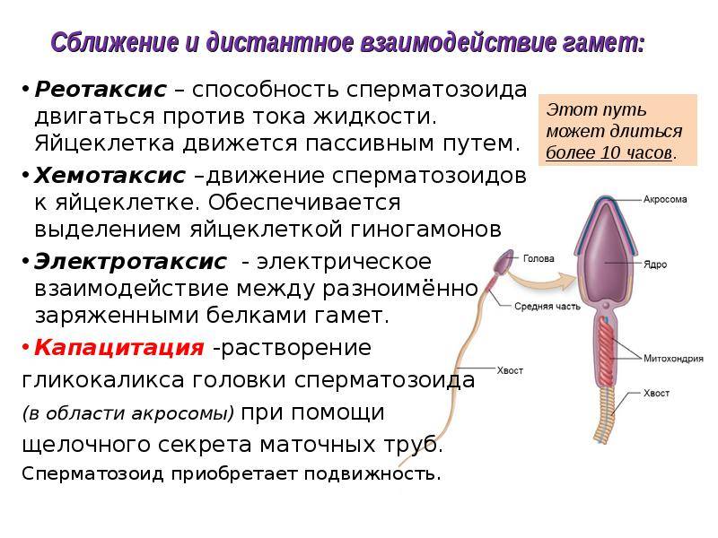 Gamete – определение, типы, примеры и викторины