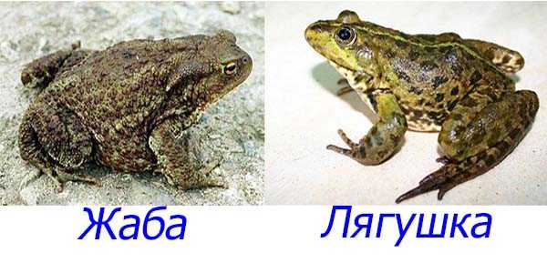 Как отличить лягушку от жабы - wikihow