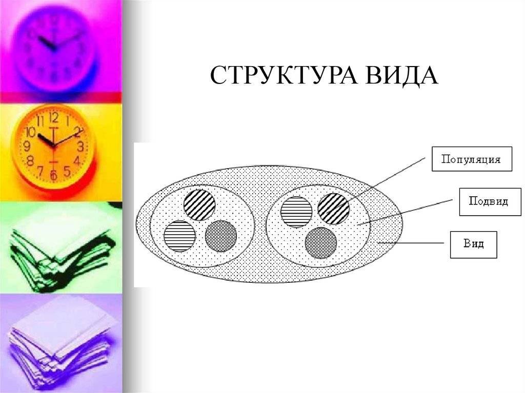 Чем отличается вид от типа основные различия и примерыузнайте как отличаются вид и тип и как правильно | 👩‍💻 темы и идеи для блога